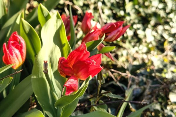 IMG_20260408_092211883_HDR_PCT IMG_20260408_092211883_HDR_PCT