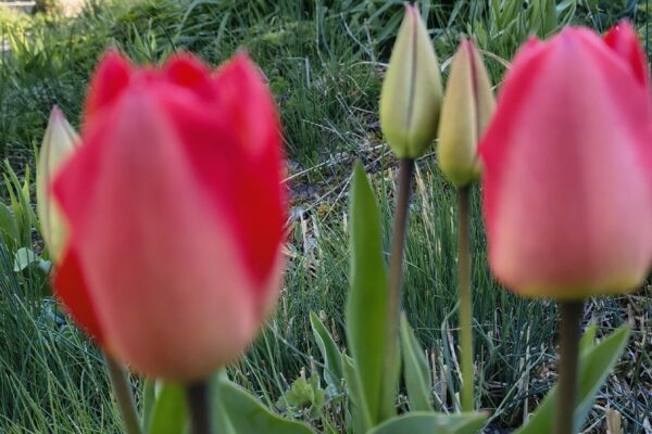 IMG_20260408_092437218_HDR_PCT IMG_20260408_092437218_HDR_PCT