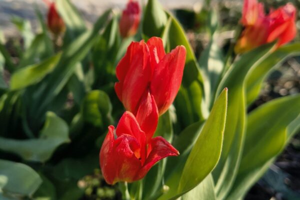 IMG_20260408_092606880_HDR_PCT IMG_20260408_092606880_HDR_PCT