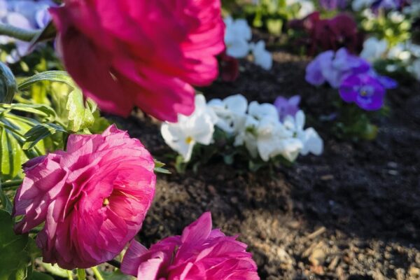 IMG_20260408_092702926_HDR_PCT IMG_20260408_092702926_HDR_PCT